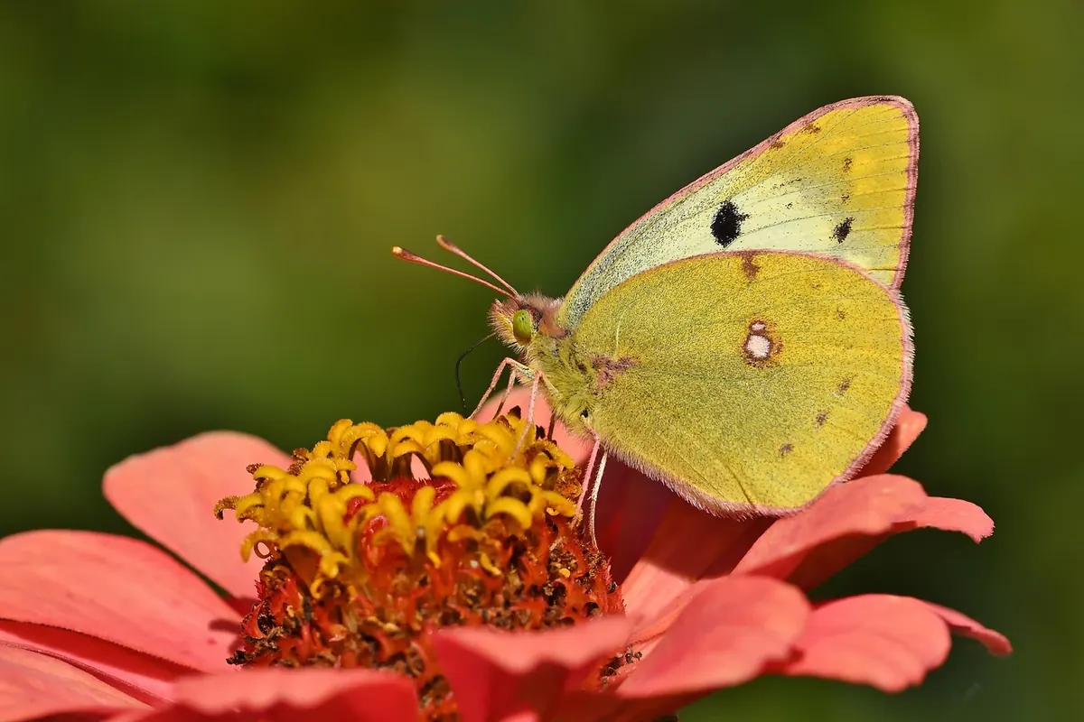 10 Pollinator Garden Features That Support Bees, Butterflies, and Moths