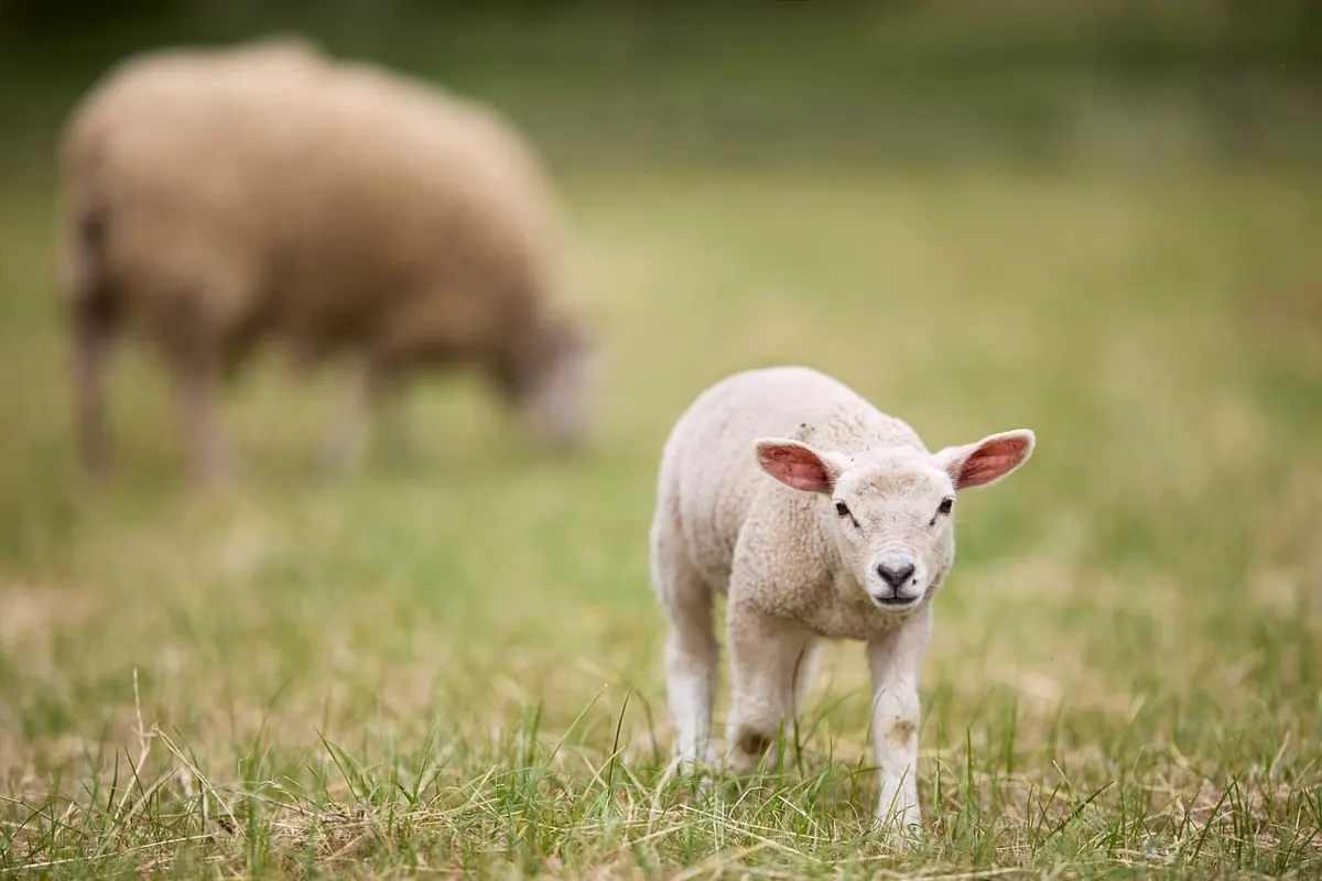Conservation Grazing Explained: Why Livestock Can Help Meadows Thrive