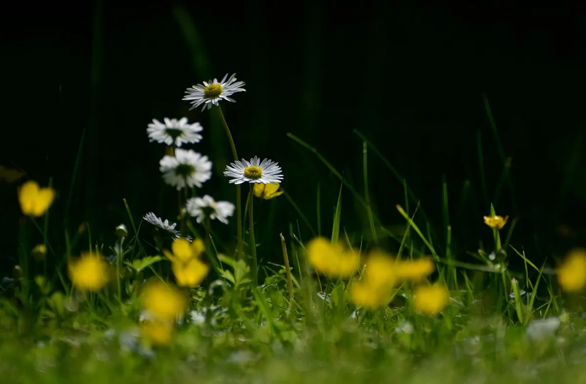 No-Mow May: What It Helps and What It Doesn't