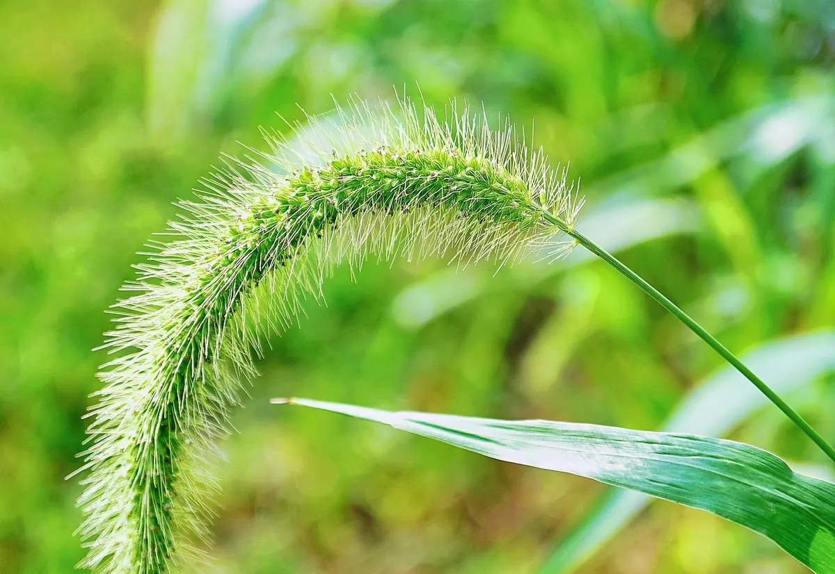 Reading a Meadow: What Indicator Plants Tell You About Soil and Moisture